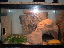 my leopard geckos cage