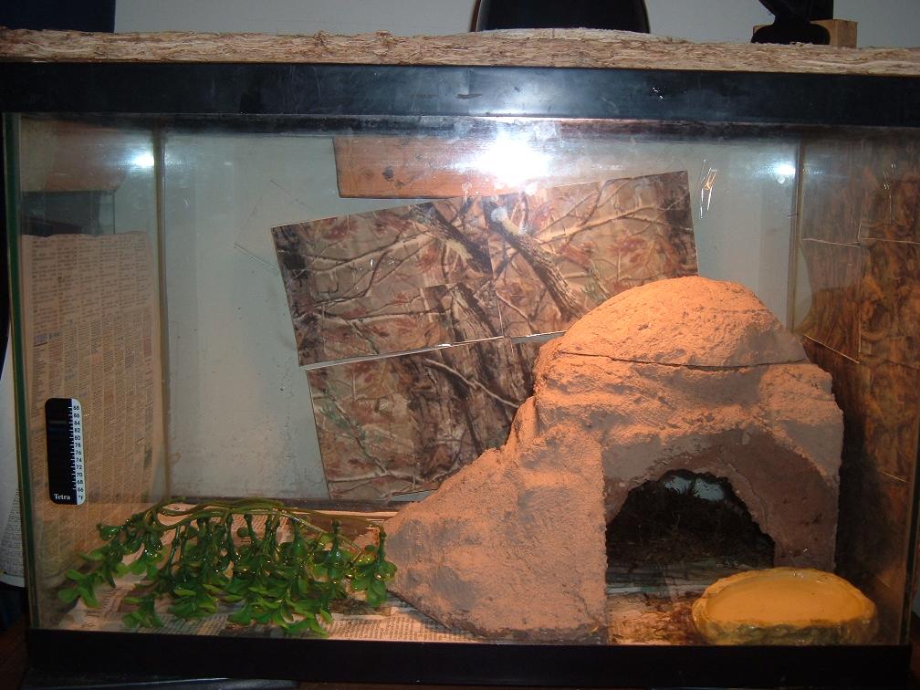 my leopard geckos cage