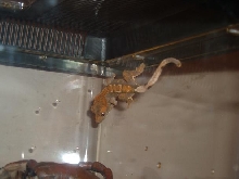 my harlequin crested gecko
