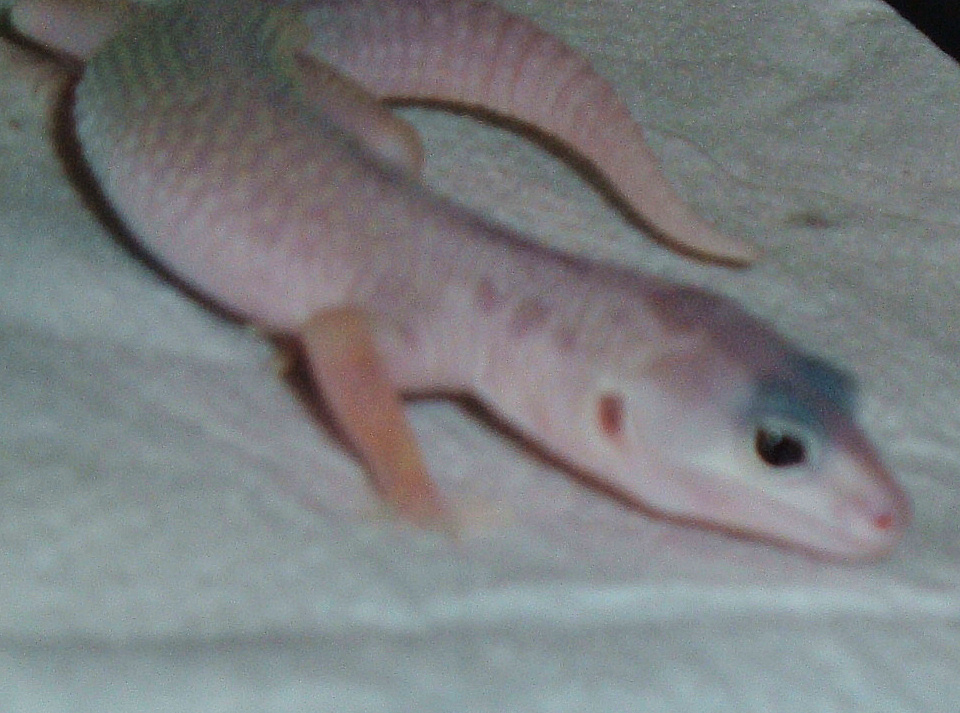 ghost the gecko