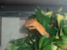gex