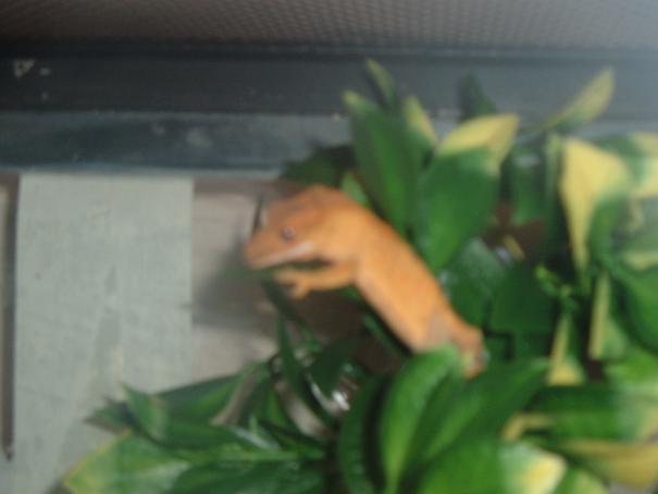 gex