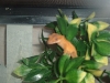 another pic of gex