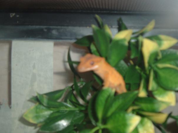another pic of gex