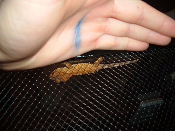 gex compared to my hand