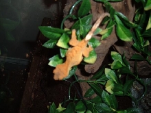 gex again