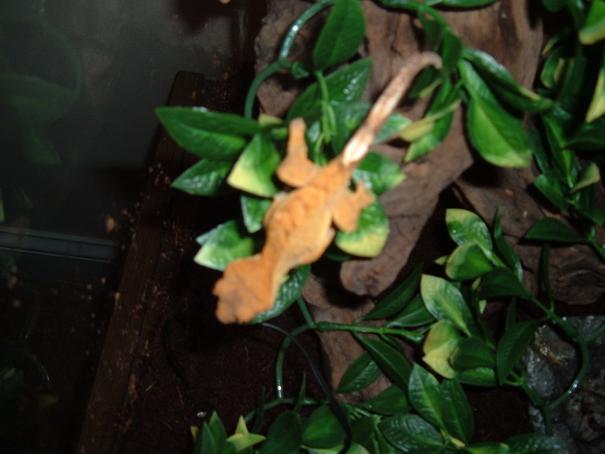 gex again