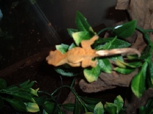 and another of gex