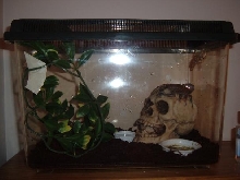 harly's cage