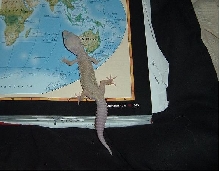 leopard gecko traveling world