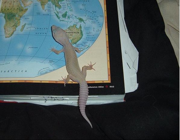 leopard gecko traveling world