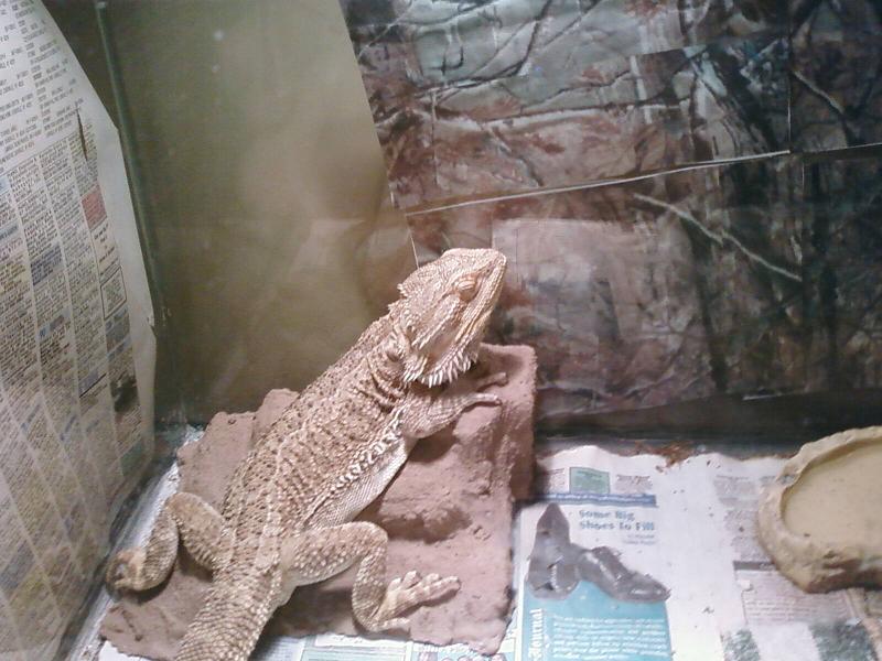 my beardie