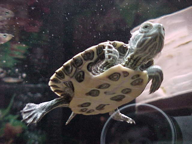 Harley, my RES
