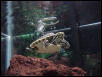 florida cooter, Sal