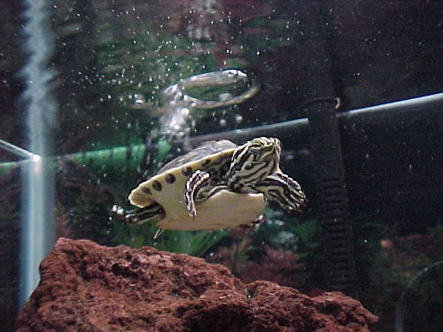 florida cooter, Sal