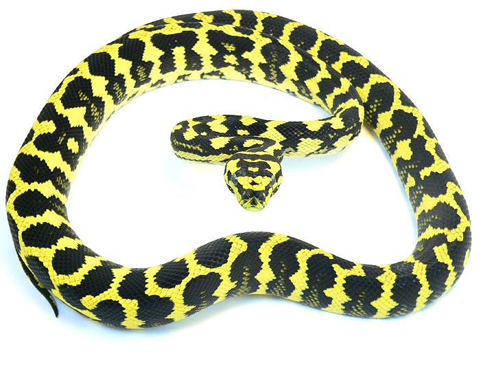 TM