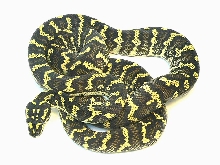 AA