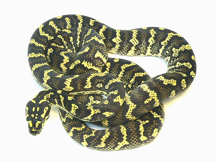 AA