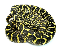 For
