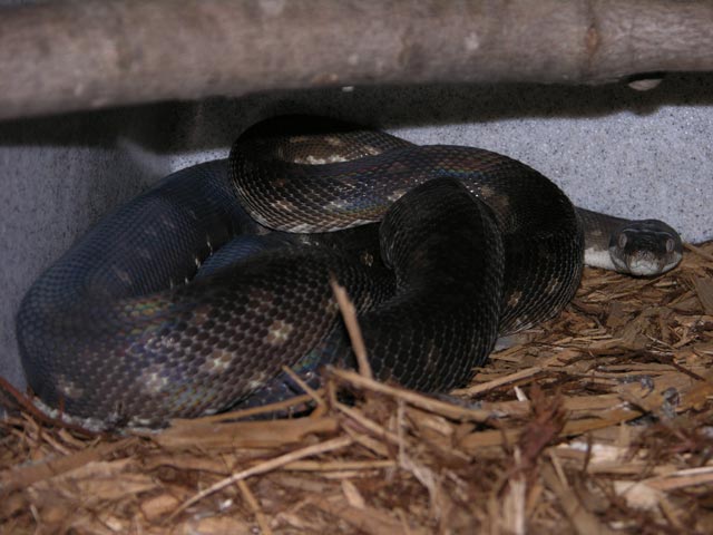 GT