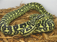 KT