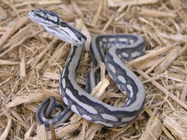 TC