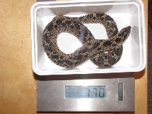 after laying eggs