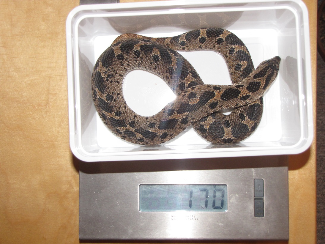 after laying eggs