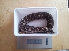 before laying eggs