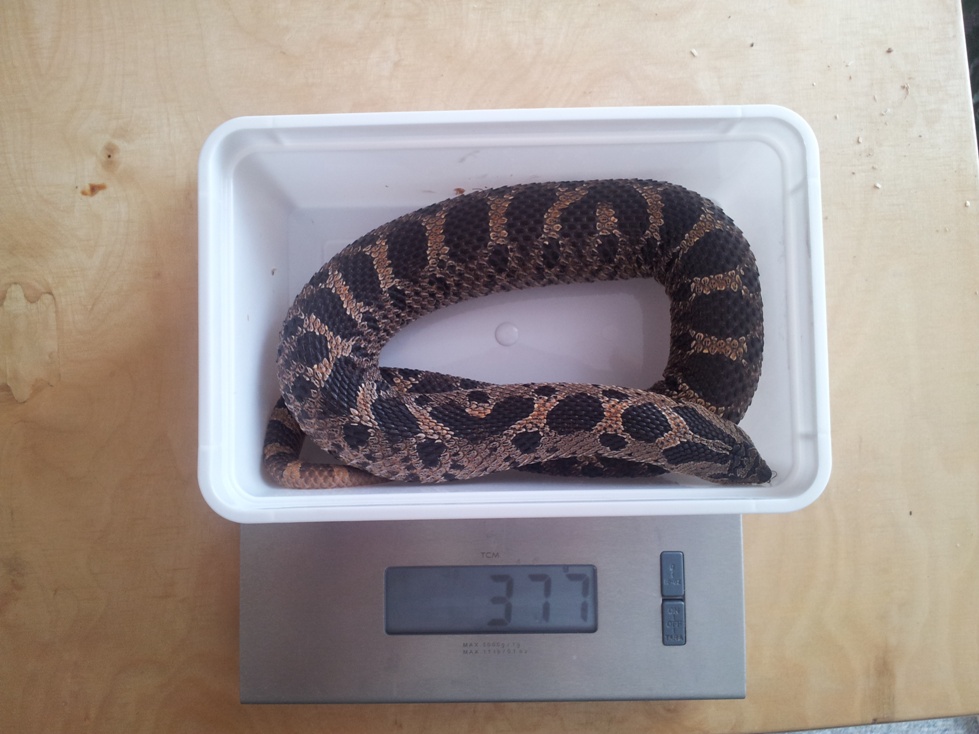 before laying eggs