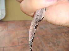 newboa