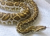 hypo