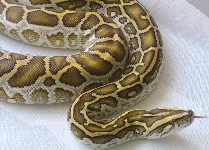 hypo