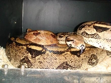 bigmama