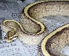 superstripe