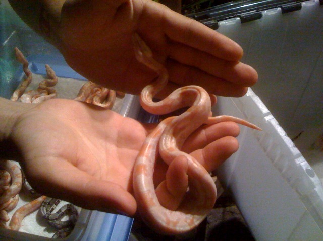 albinojunglefemale