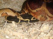 arab1