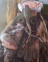 caiman