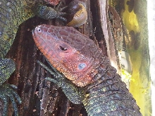 caiman2