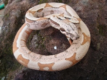 hypo jungle