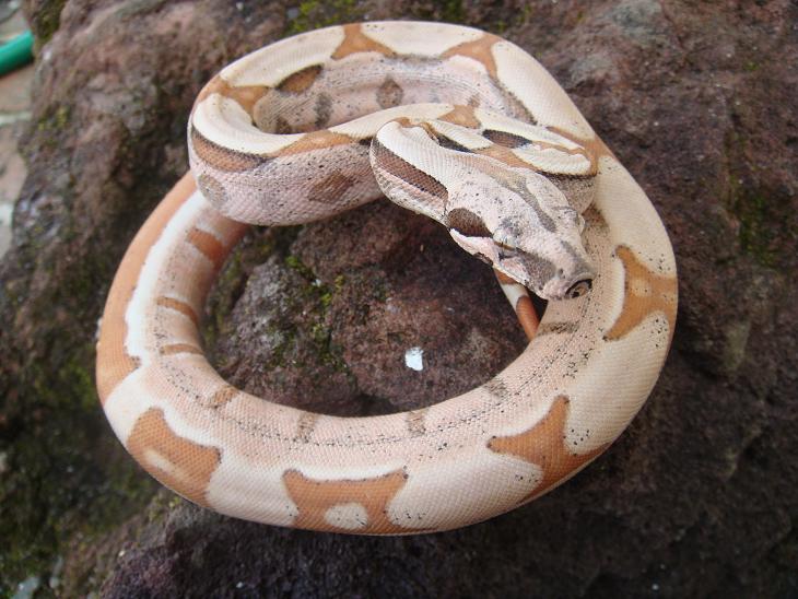 hypo jungle