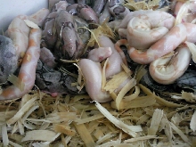 09litter