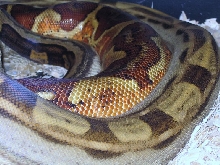 motxhypo