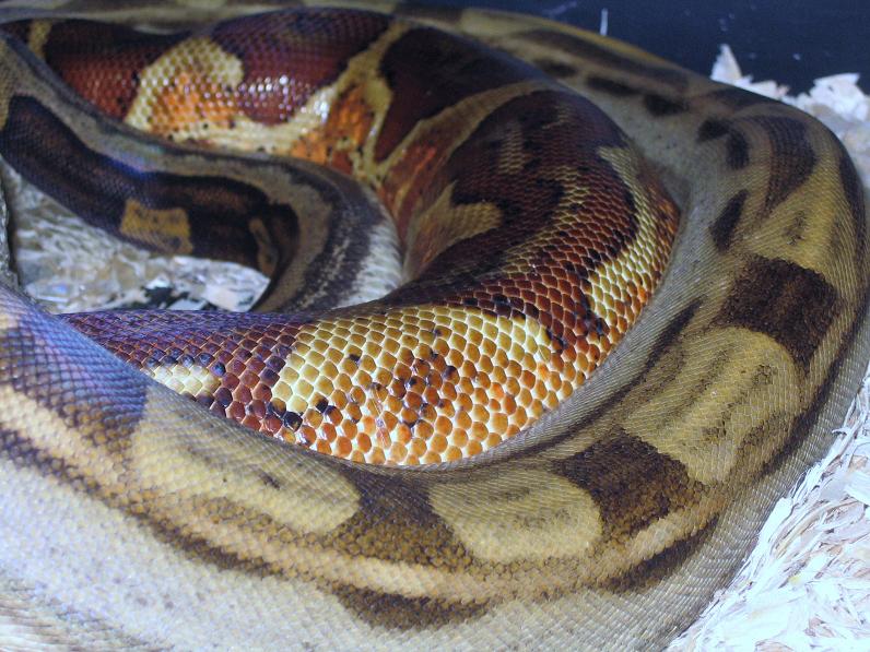 motxhypo