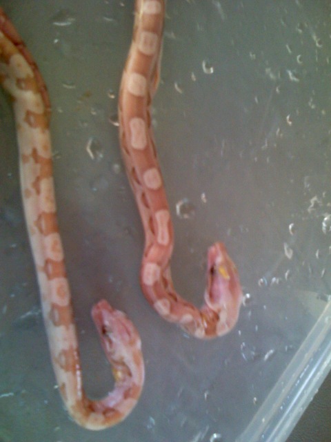 pair