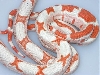 snake1