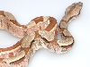 snake2