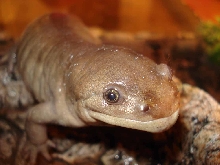 My 10 Year Old Gray Tiger Salamander, "Seadog"