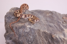 IJ Jaguar female 5 months