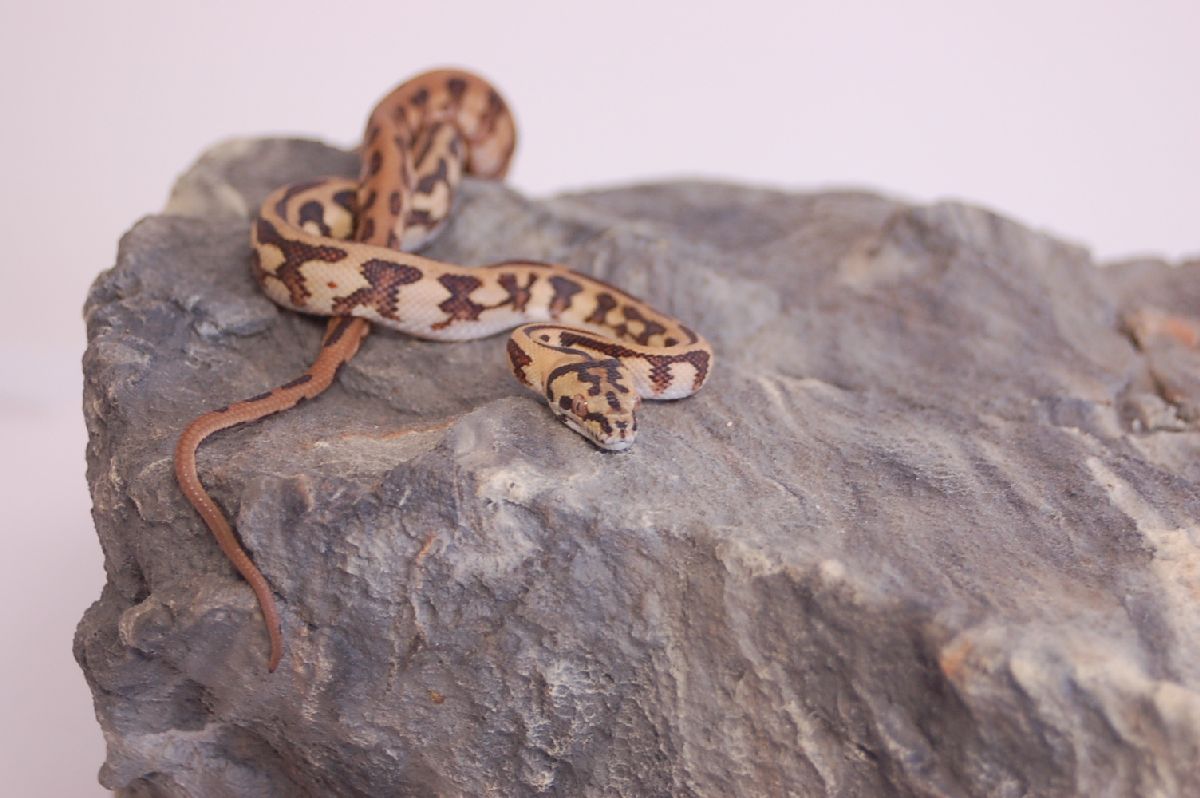 IJ Jaguar female 5 months